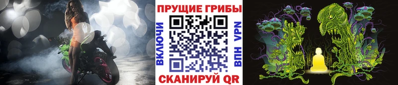 Галлюциногенные грибы Psilocybe  Купить закладки  Волосово 